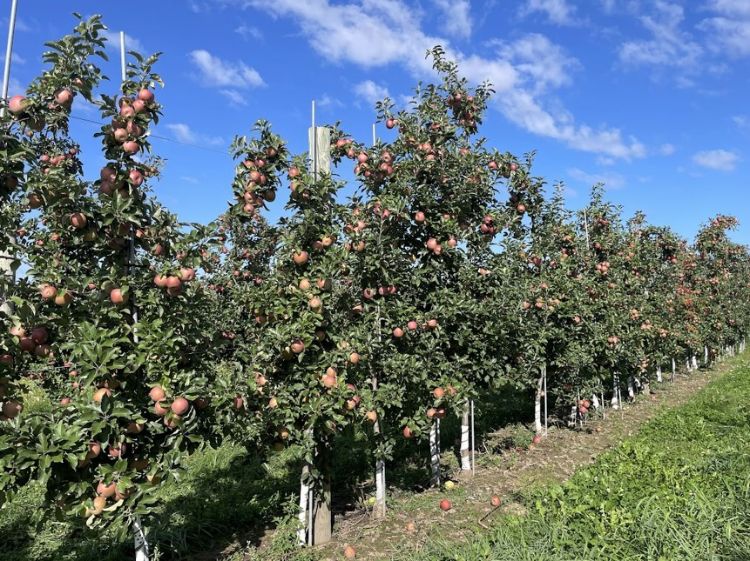 apple trees in a line in an orchard
