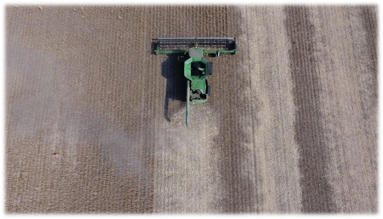 Dry beans being direct harvested in Tuscola County.