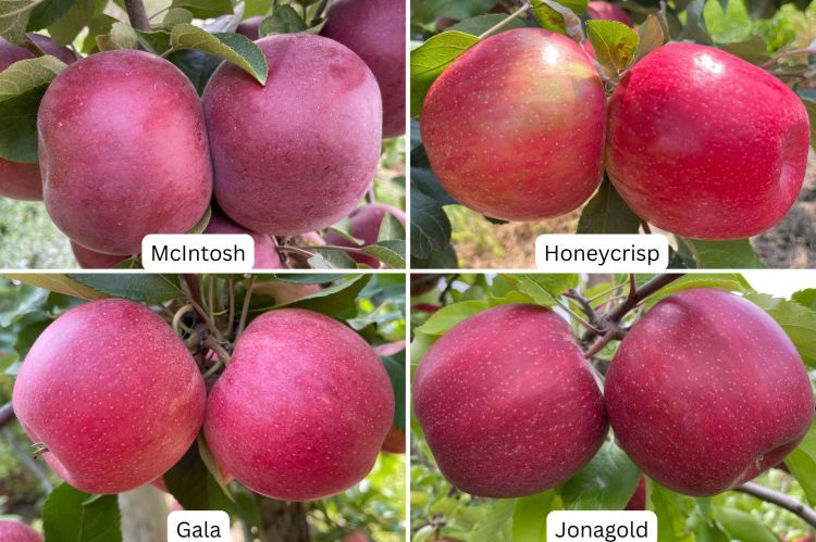 Two images of apples with labels under each apple saying Gala and Honeycrisp.