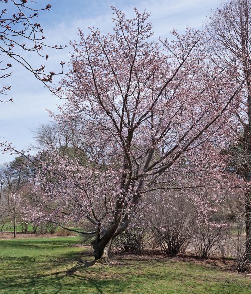 Sargent Cherry. Photo by Plant Image Library, CC BY-SA 2.0.