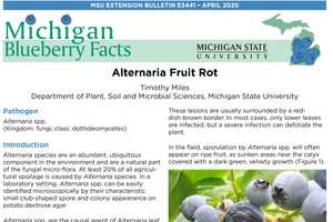 Michigan Blueberry Facts: Alternaria Fruit Rot - Blueberries