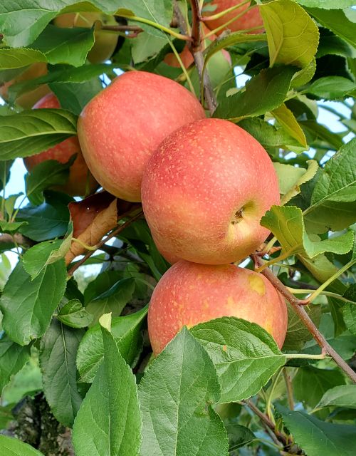 Gala apples hanging from a tree.