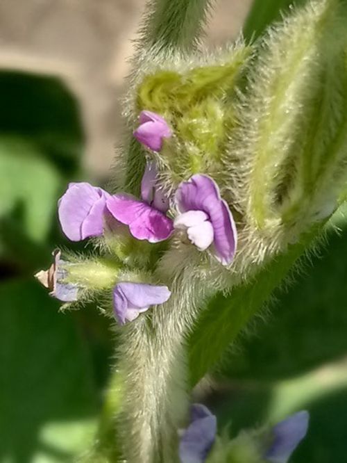 Close-up of soybean flowers with small purple and white petals emerging from a fuzzy green stem, with soft green leaves blurred in the background.