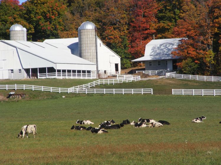 Yoder Farms