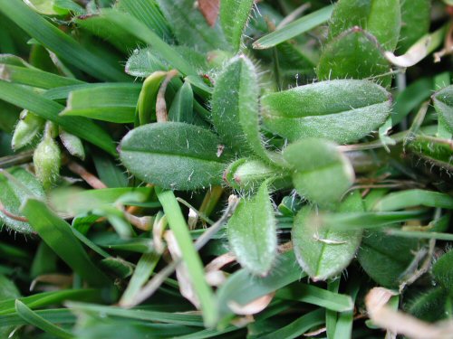  Mouseear Chickweed3.jpg 