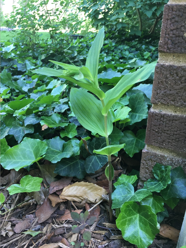 Broadleaf helleborine