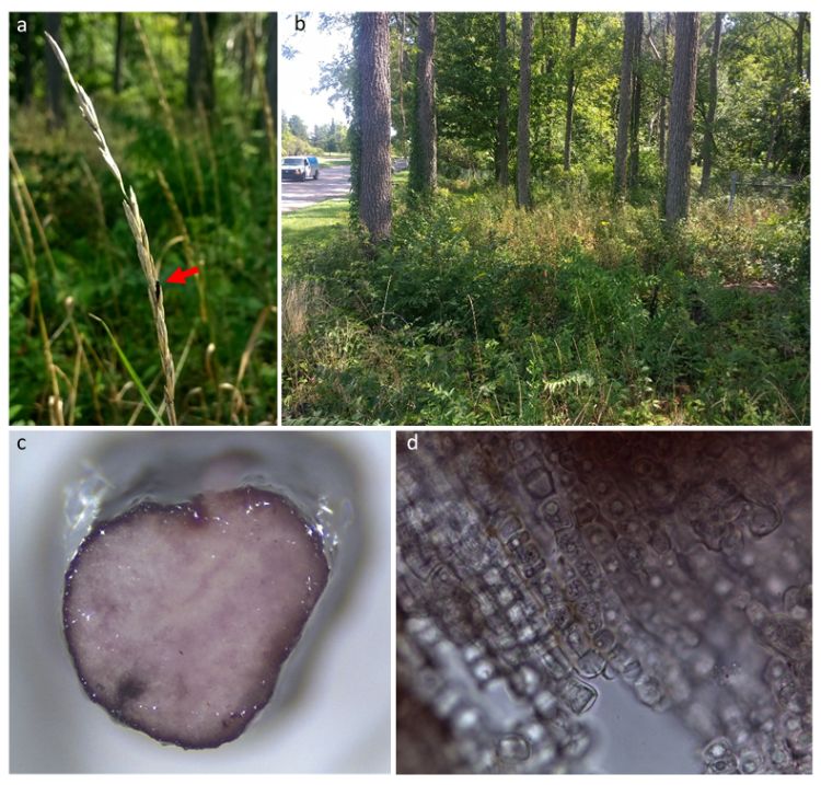 A) The sclerotia appeared dark brown, about 10 mm in length, growing in one to several sclerotia per spike on Elymus repens. B) The habitat was a grassy margin under Juglans nigra, outside of Baker Woodlot. C) Cut sclerotia, revealing the purple surface and white interior. D) The cells inside the sclerotia appear cuboid and to contain lipid vesicles (1000X).