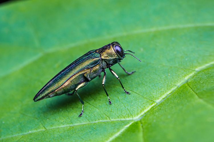 Emerald ash borer on leaf