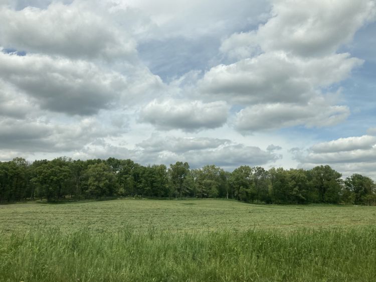 A photo of a green hay field with a treeline and blue sky in the background.