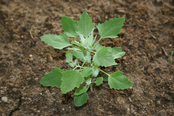 common lambsquarters plant