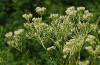 Pale Indian Plantain