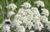 Common cowparsnip