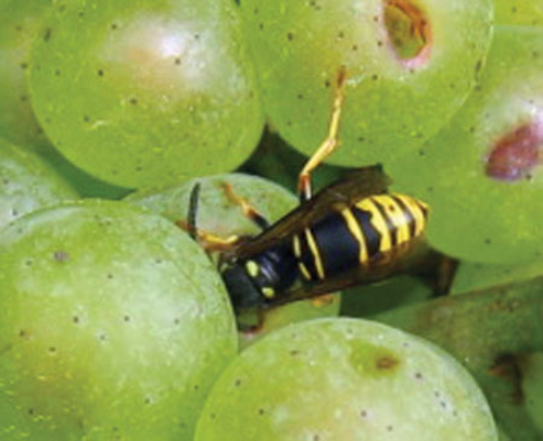 Yellowjacket feeding on ripe berry.