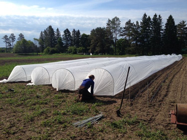 Floating row covers can provide protection from the sun and wind for newly established transplants.