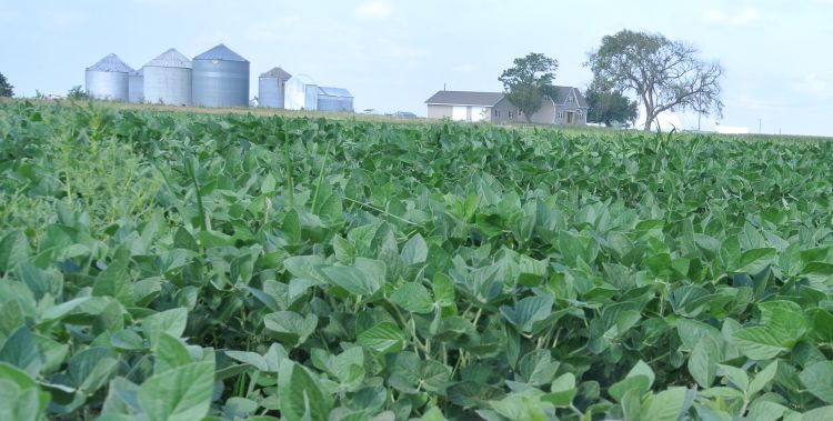 Soybean farm in Virginia, Illinois