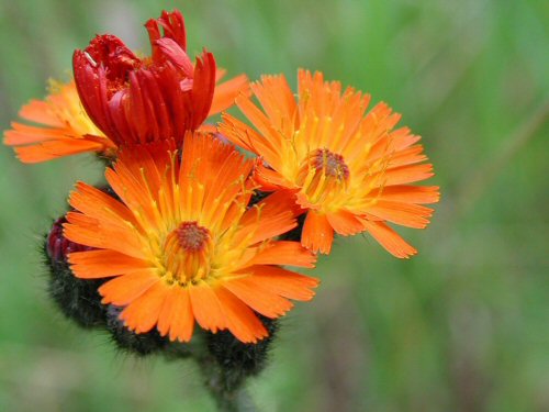  orange hawkweed5.jpg 