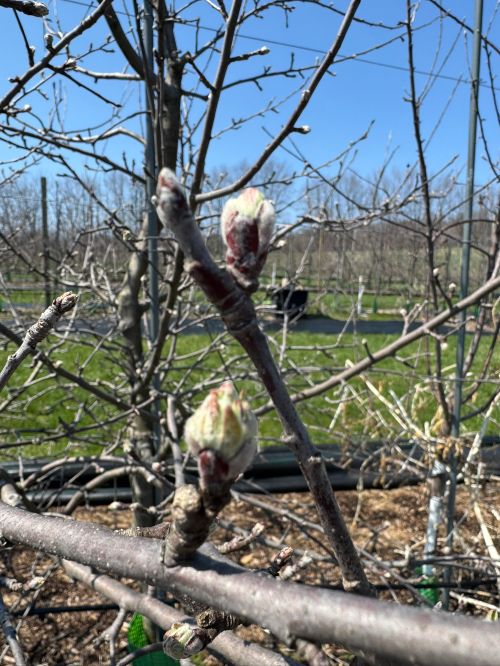 Apple buds on a tree.