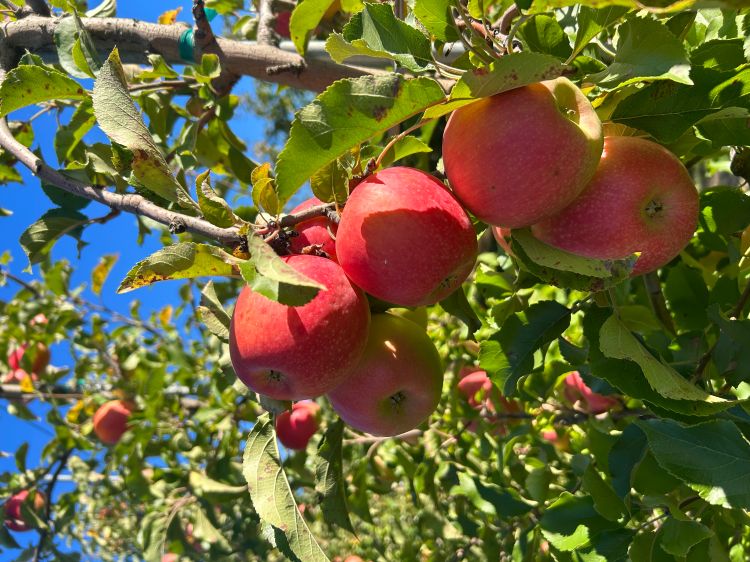 Pink Lady apples are gaining color this week.