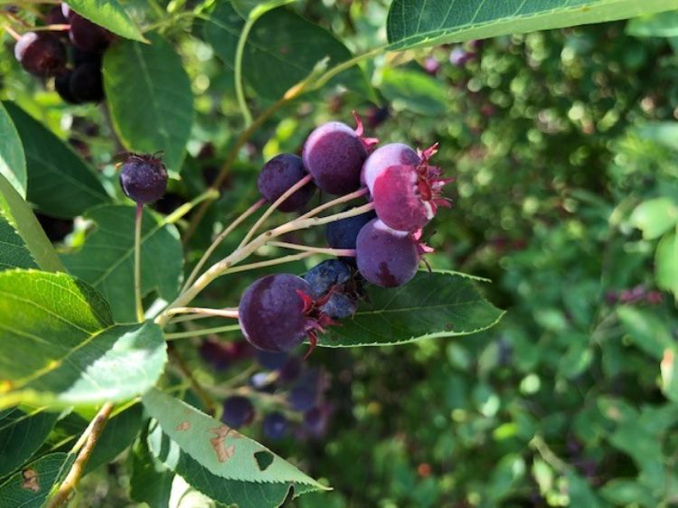 Saskatoons