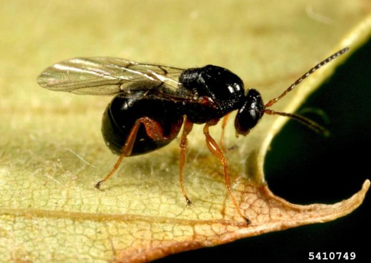 A tiny wasp on a leaf.