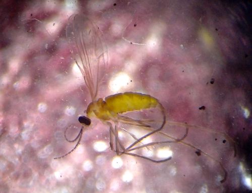 Adult female swede midge. All photos by Ben Phillips, MSU Extension