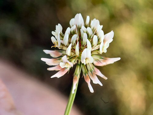  White Clover4.jpg 