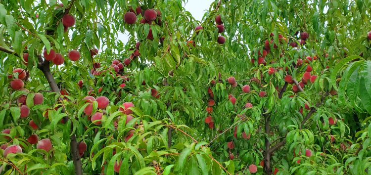 Peaches hanging from a peach tree.