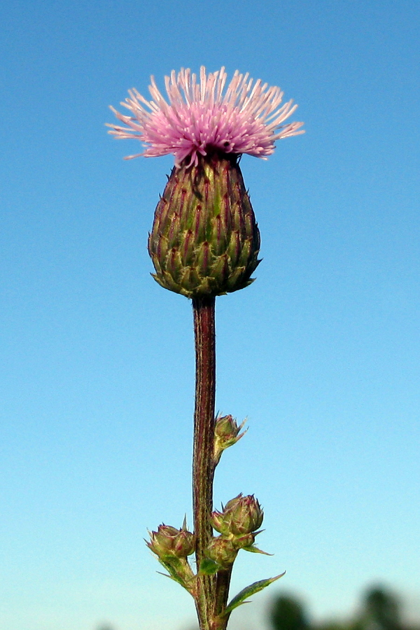 The photo is of three Canada thistle plants joined together by a rhizome.