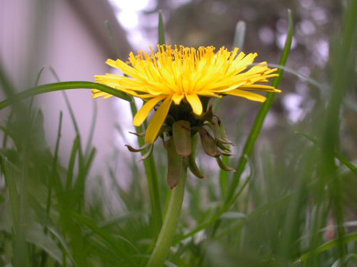  dandelion7.jpg 