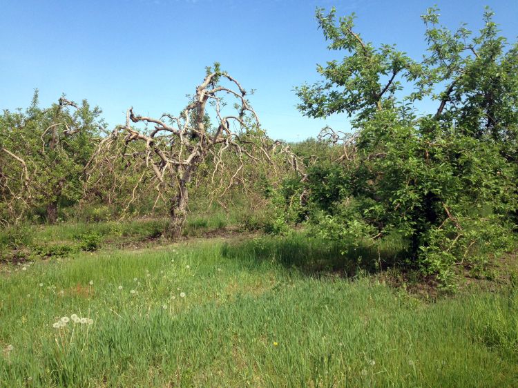 Rome apple tree (left) showing poor, patchy growth consistent with winter injury. The Golden Delicious tree on the right shows normal vigor. Photo credit: Bill Shane, MSU Extension