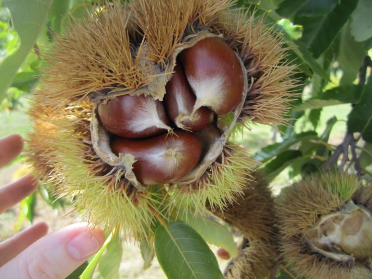 Close-up of an open, spiny chestnut burr on a tree, revealing three glossy brown chestnuts with pale, fuzzy patches, surrounded by green leaves and a person’s fingers holding the burr for scale.