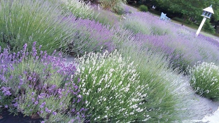 Lavender cultivars