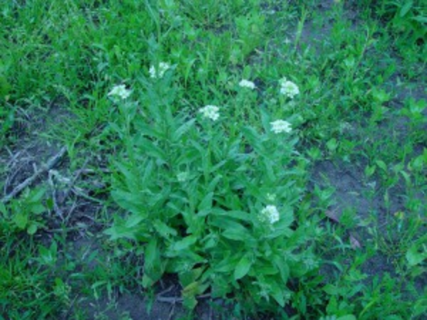 hoary alyssum plant