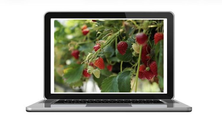 computer with a photo of strawberries on the screen