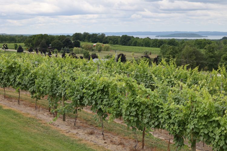 A grape vineyard.