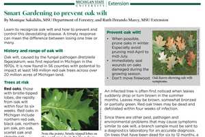 Smart Gardening to Prevent Oak Wilt - Gardening in Michigan