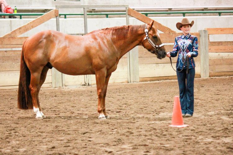 A young lady in a dark outfit holding a brown horse at an orange cone.