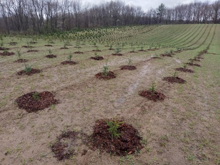 Rows of newly planted Christmas tree seedlings in a field. Each small tree is surrounded by a circle of mulch to reduce weed competition. The soil appears damp, and the background shows more rows of young trees near a wooded edge.