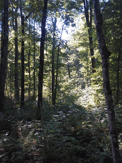 Creating openings in a forest’s canopy allows more light to reach lower layers of vegetation. Photo: Georgia Peterson, MSU Extension.