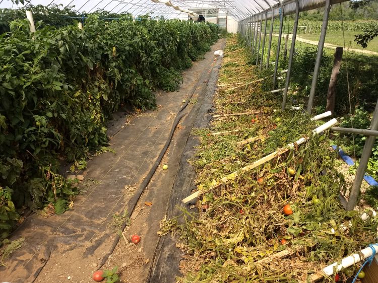 Grafted tomatoes