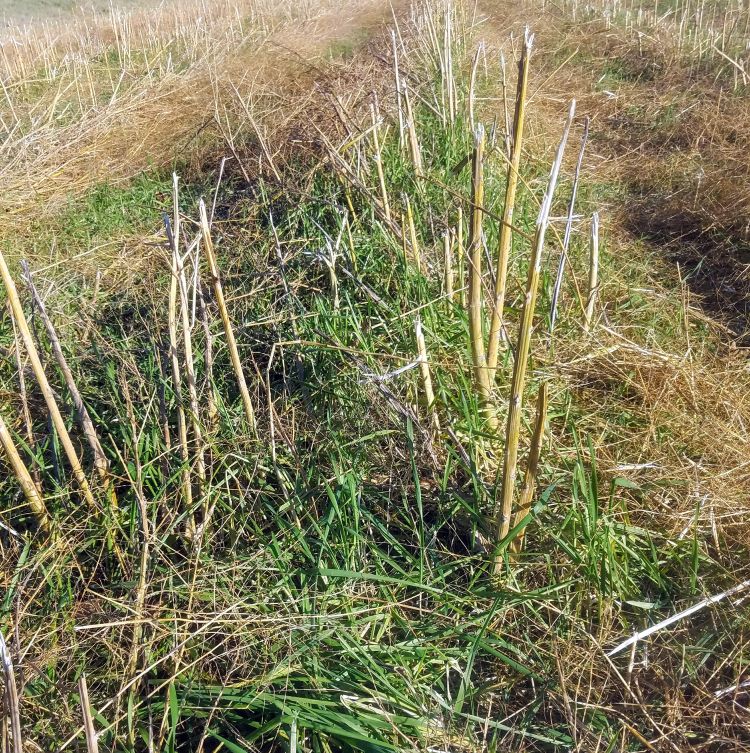 A rye cover crop in an asparagus field waiting to be killed. Waiting until rye is actively growing could help improve your glyphosate application’s efficacy. Photo by Ben Werling, MSU Extension.