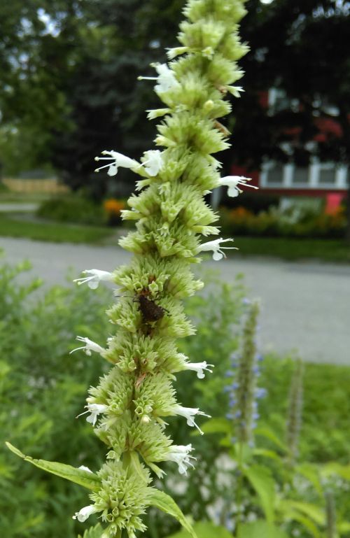 Brown marmorated stink bug nymph on a flower stalk of Agastache nepetoides in a Lansing, Michigan, area garden on Aug. 20, 2015. Photo by Rufus Isaacs, MSU