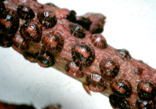 The terrapin scale is similar but slightly smaller with dark stripes radiating out from the center.