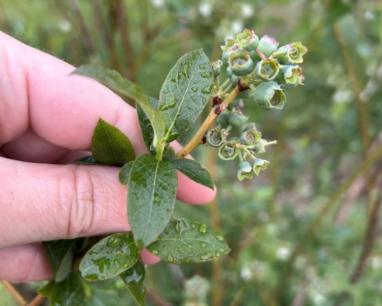 A hand holding Bluecrop blueberries