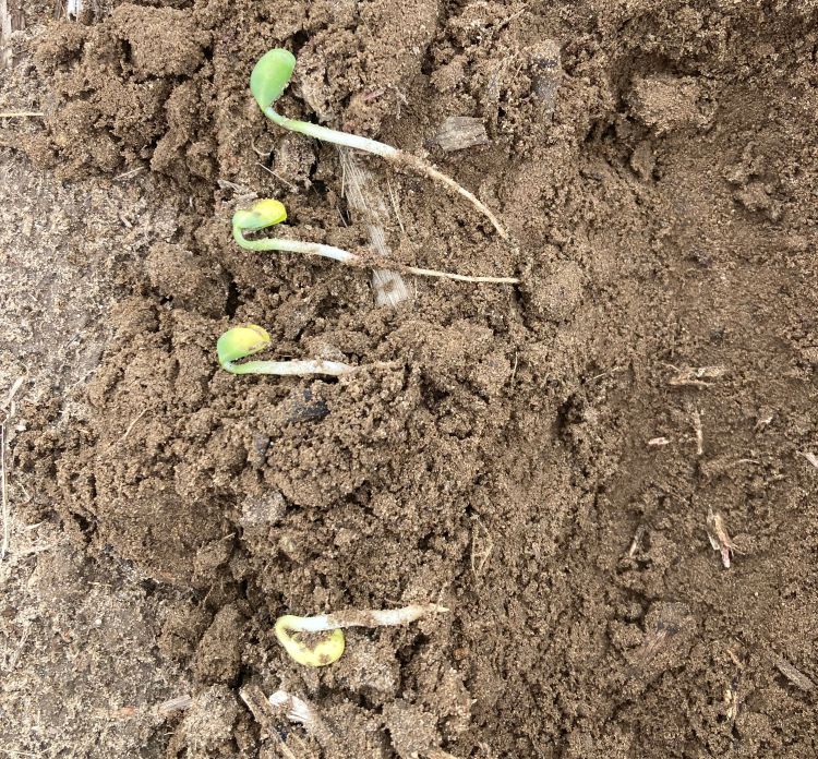 Baby soybean sprouts.