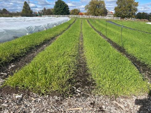 Cover crop strips on vegetable farm