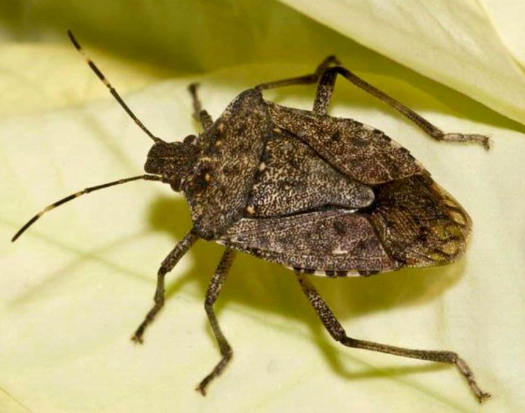 A brown marmorated stink bug. Note the white bands on the antennae. Photo credit: Susan Ellis, Bugwood.org