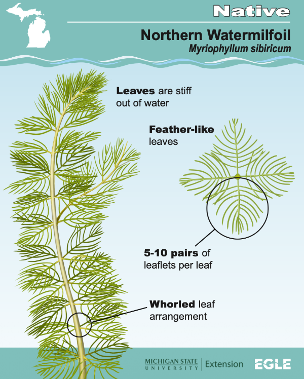 Cover image shares diagram of the native aquatic plant, Northern Watermilfoil. Diagram shows aquatic plant with feather-like leaves that make whorled arrangements. 5 to 10 pairs of leaflets are present per leaf. Out of the water, leaves appear stiff.
