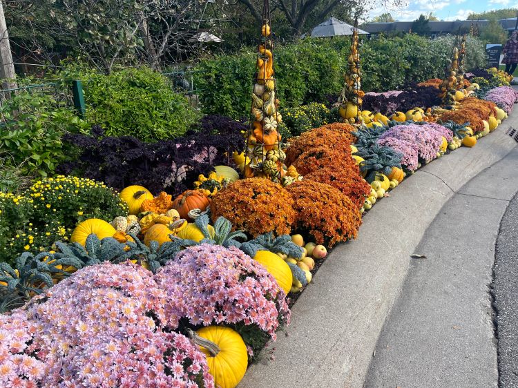 Colorful display of chrysanthemums in a public garden.