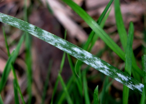 powdery mildew3.jpg